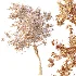 AV Plants Crataegus Pinnatifida Hawthorn Version02 - Thumbnail 6