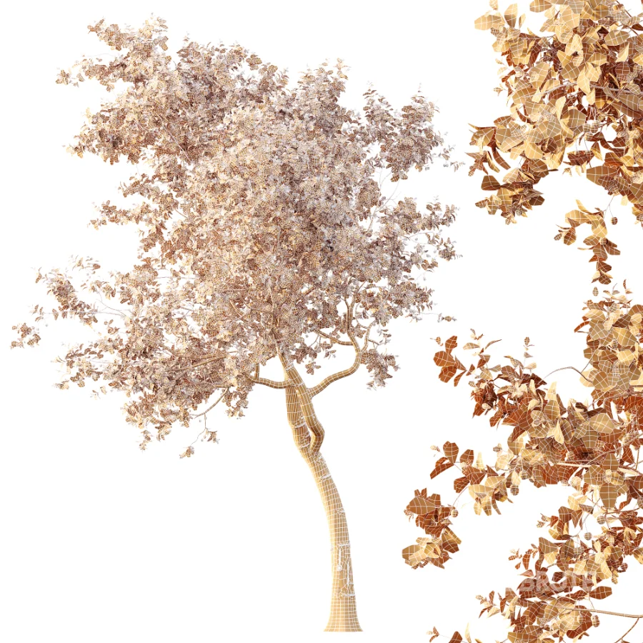 AV Plants Crataegus Pinnatifida Hawthorn Version02 Image 6