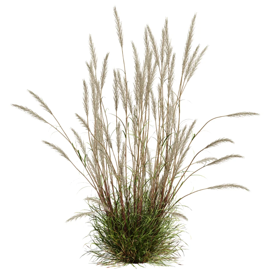 AV Calamagrostis Acutiflora Karl Foerster Image 2