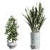 AV Indoor Plants Set 457 Olive Eucalyptus and Bird Of Paradise and Chemlali Olive and Snake Sansevieria - Thumbnail 8