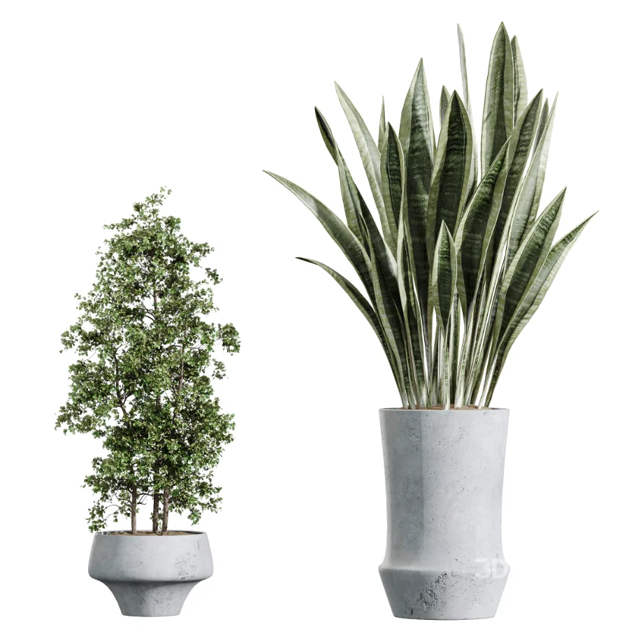 AV Indoor Plants Set 457 Olive Eucalyptus and Bird Of Paradise and Chemlali Olive and Snake Sansevieria Image 8