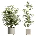 AV Indoor Plants Set 458 Ravenala Banana and Wilsonii Chemlali Olive and Alnus Glutinosa - Thumbnail 7