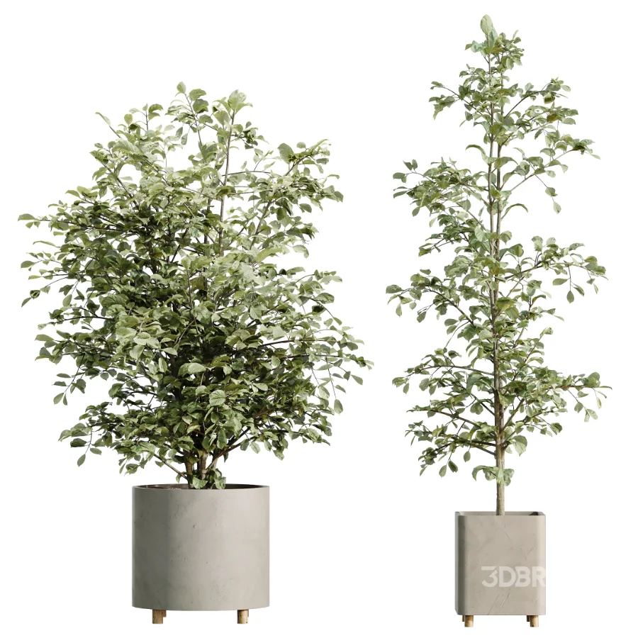 AV Indoor Plants Set 458 Ravenala Banana and Wilsonii Chemlali Olive and Alnus Glutinosa Image 7