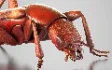 Beetle Insect 3D Model - Thumbnail 8