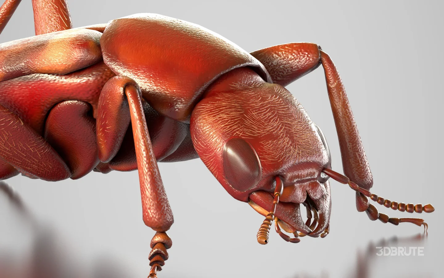 Beetle Insect 3D Model Image 8
