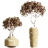 AV Indoor Plants Set 460 Ficus Cyathistipul and Calathea Lutea and Chemlali Olive and Ficus Benjamina African Fig - Thumbnail 8