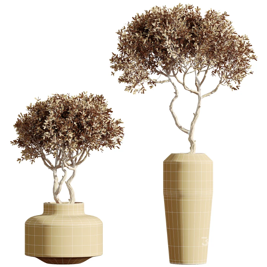 AV Indoor Plants Set 460 Ficus Cyathistipul and Calathea Lutea and Chemlali Olive and Ficus Benjamina African Fig Image 8