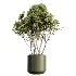 AV Indoor Plants Set 466 Dracaena Warneckii Lime Cane and Ficus microcarpa and Rhapis Lady Palm and Ravenala Banana and Chemlali Olive - Thumbnail 3