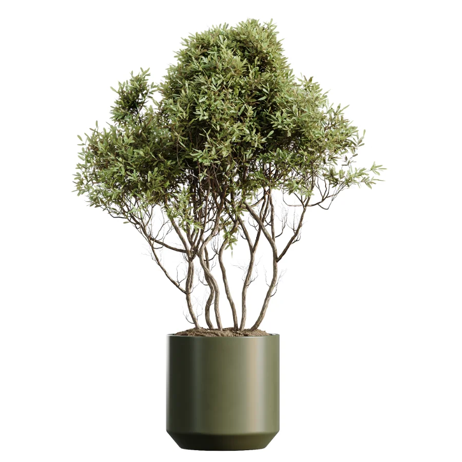AV Indoor Plants Set 466 Dracaena Warneckii Lime Cane and Ficus microcarpa and Rhapis Lady Palm and Ravenala Banana and Chemlali Olive Image 3