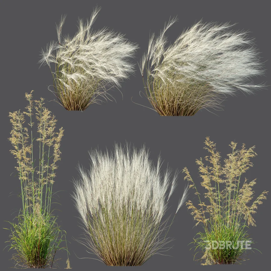 AV Celtica Gigantea Stipa Golden Oats and Stipa Tenuissima Ostnica Mocna Pony Tails Image 12