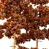 AV Pinus Engelmannii and Pinus Echinata trees - Thumbnail 4