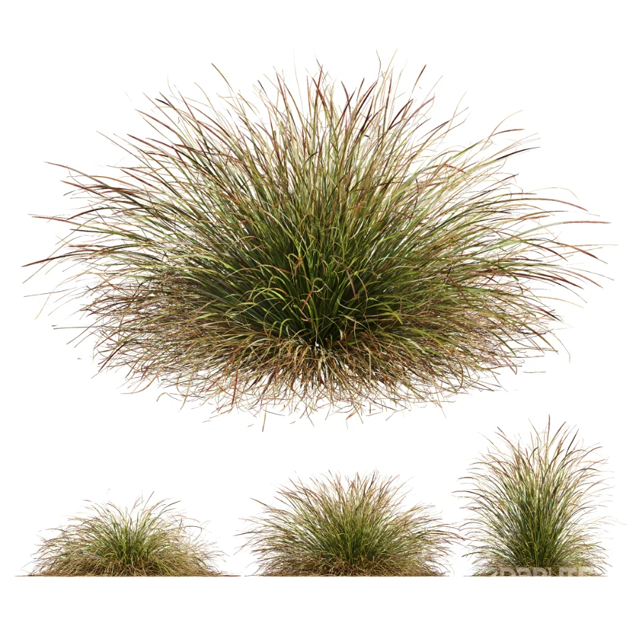 AV Stipa arundinacea Anemanthele lessoniana and Stipa arundinacea Sweet Grass Image 1