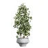 AV Indoor Plants Set 457 Olive Eucalyptus and Bird Of Paradise and Chemlali Olive and Snake Sansevieria - Thumbnail 4