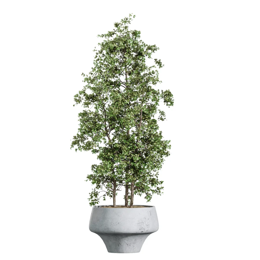 AV Indoor Plants Set 457 Olive Eucalyptus and Bird Of Paradise and Chemlali Olive and Snake Sansevieria Image 4