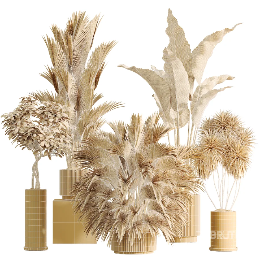 AV Indoor Plants Set 461 Yucca Elephantipe and Cat Reed Palm and Bird Of Paradise and Schefflera Arboricola Image 8