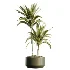 AV Indoor Plants Set 466 Dracaena Warneckii Lime Cane and Ficus microcarpa and Rhapis Lady Palm and Ravenala Banana and Chemlali Olive - Thumbnail 2