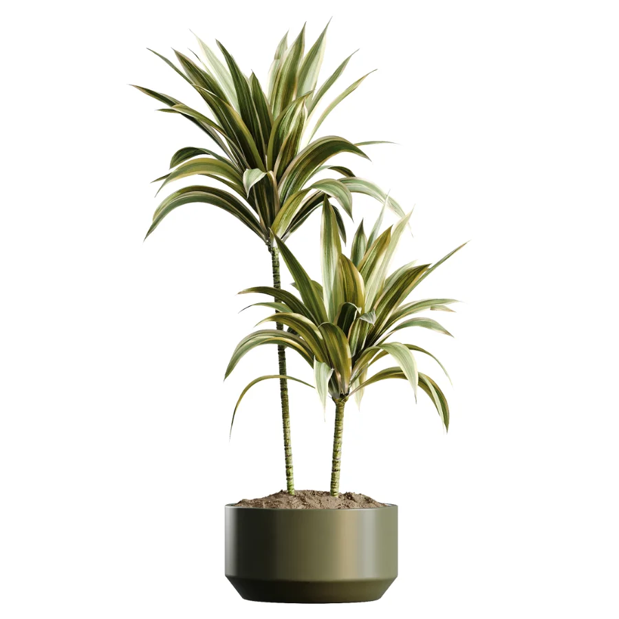 AV Indoor Plants Set 466 Dracaena Warneckii Lime Cane and Ficus microcarpa and Rhapis Lady Palm and Ravenala Banana and Chemlali Olive Image 2