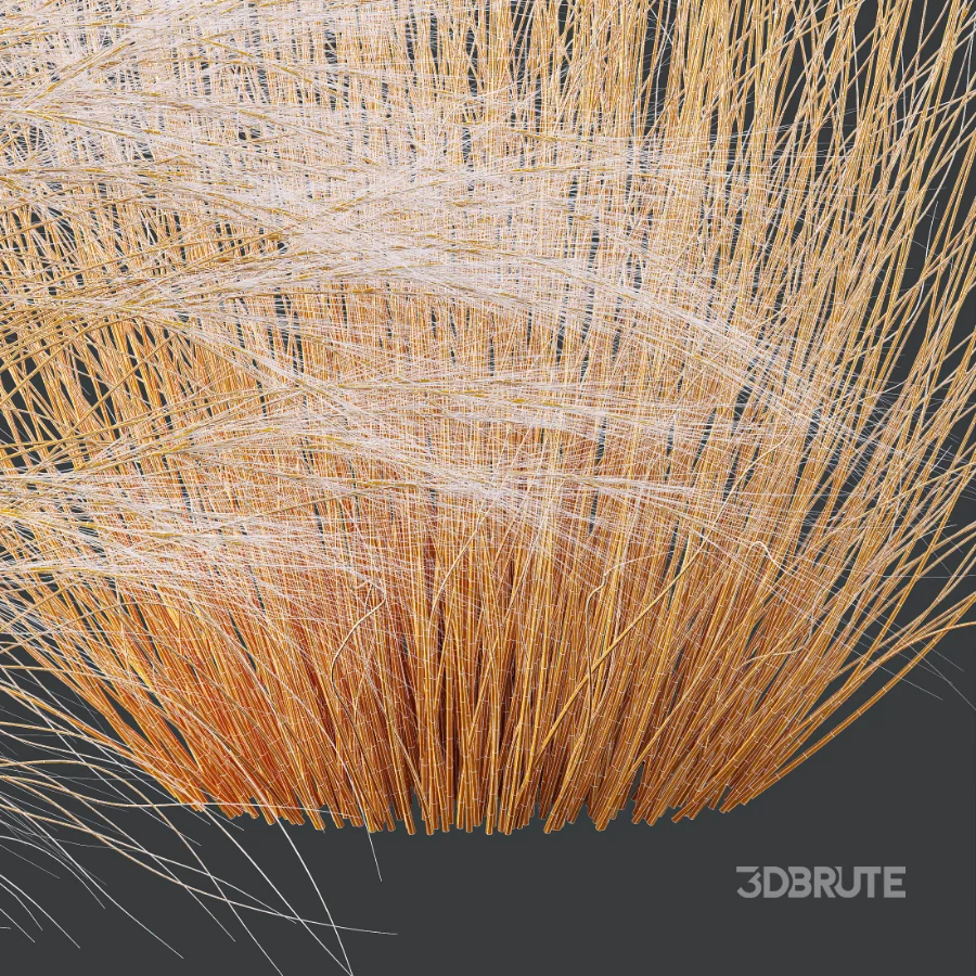 AV Celtica Gigantea Stipa Golden Oats and Stipa Tenuissima Ostnica Mocna Pony Tails Image 13