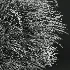 AV Calamagrostis Acutiflora Karl Foerster and Stipa arundinacea Sweet Grasses - Thumbnail 12