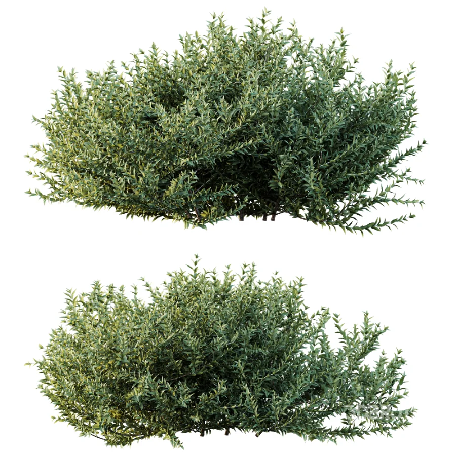 AV Gray Box Westringia Fruticosa Coastal Rosemary and Montra Olive Bushes Image 7