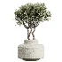 AV Indoor Plants Set 460 Ficus Cyathistipul and Calathea Lutea and Chemlali Olive and Ficus Benjamina African Fig - Thumbnail 4