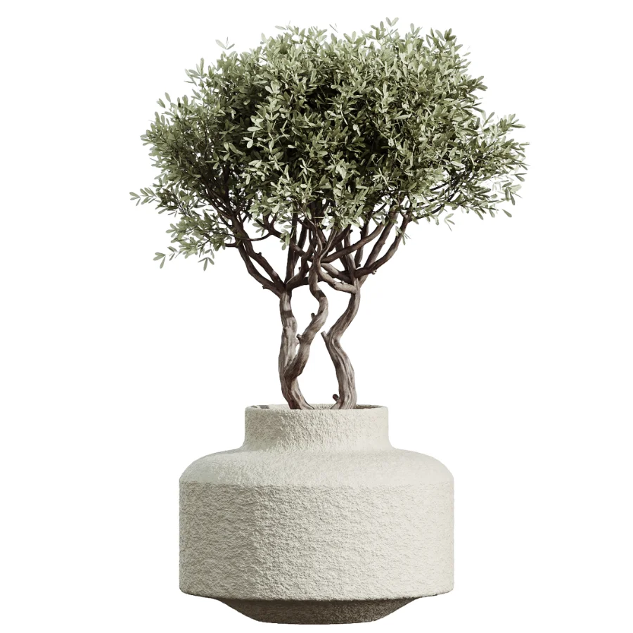 AV Indoor Plants Set 460 Ficus Cyathistipul and Calathea Lutea and Chemlali Olive and Ficus Benjamina African Fig Image 4