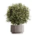 AV Indoor Plants Set 456 Wilsonii Chemlali Olive and Mission Olive Tree and Rhapis Lady Palm and Spathiphyllum Wallisii - Thumbnail 6