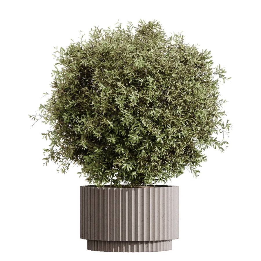 AV Indoor Plants Set 456 Wilsonii Chemlali Olive and Mission Olive Tree and Rhapis Lady Palm and Spathiphyllum Wallisii Image 6