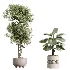 AV Indoor Plants Set 462 Licuala Grandis Palm and Dracaena Warneckii Cane and Snake Sansevieria and Ficus Cyathistipula and Chemlali Olive - Thumbnail 9