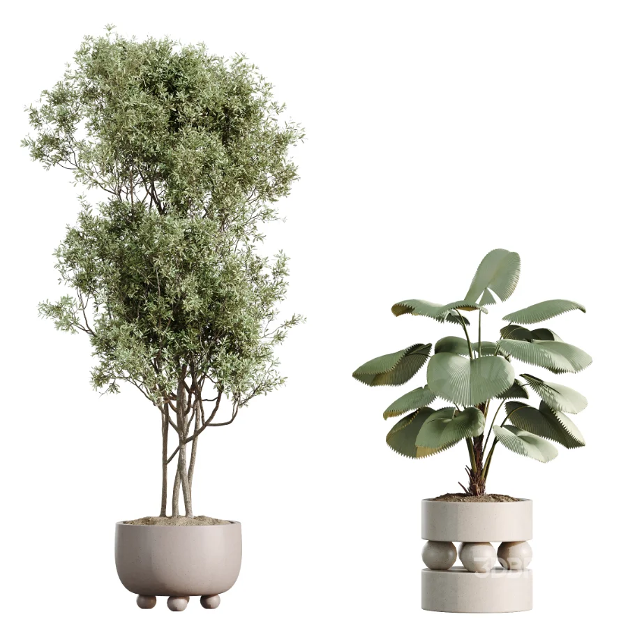 AV Indoor Plants Set 462 Licuala Grandis Palm and Dracaena Warneckii Cane and Snake Sansevieria and Ficus Cyathistipula and Chemlali Olive Image 9