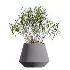 AV Indoor Plants Set 454 Chemlali Olive Tree and Bird Of ParadiseBird and Ficus microcarpa and Ficus Dracaena Marginata - Thumbnail 4