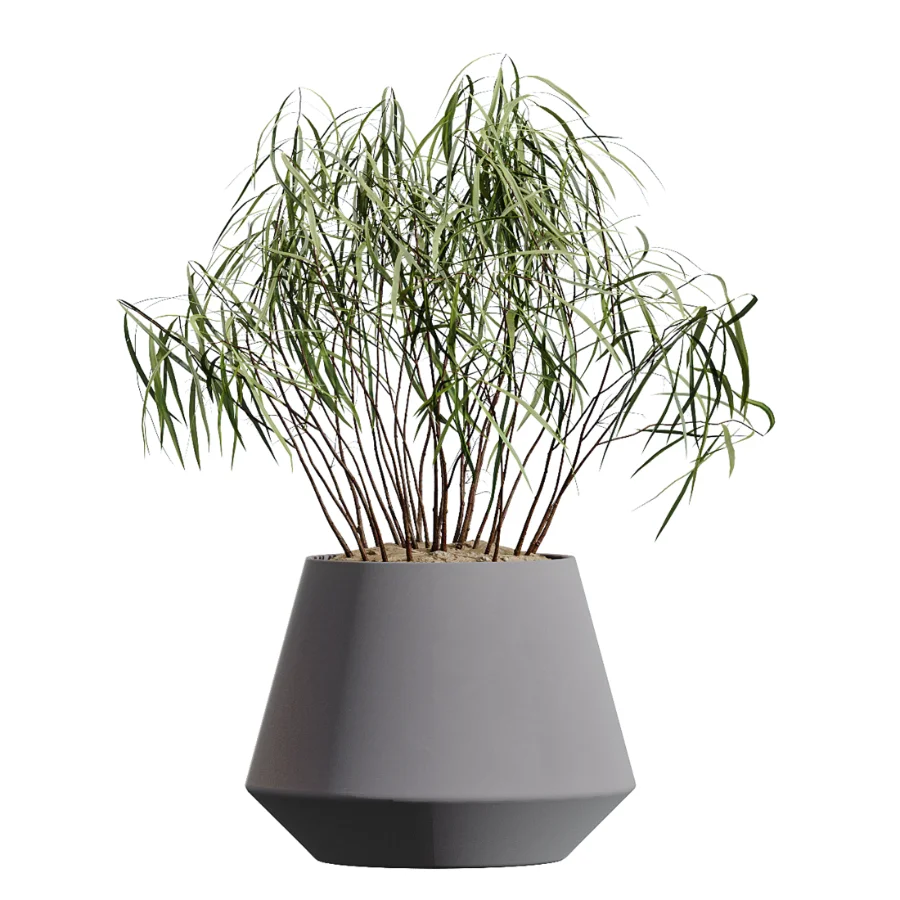 AV Indoor Plants Set 454 Chemlali Olive Tree and Bird Of ParadiseBird and Ficus microcarpa and Ficus Dracaena Marginata Image 4