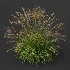 AV Molinia Caerulea Heidebraut Kleines Pfeifengras - Thumbnail 5