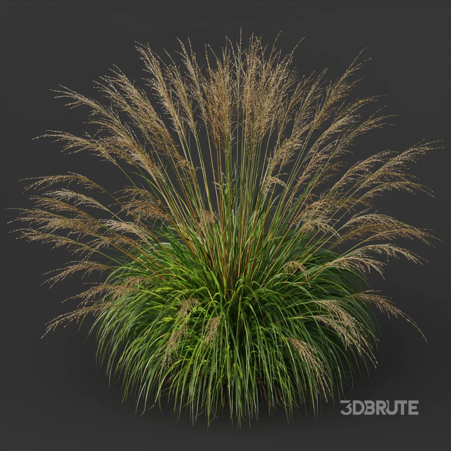 AV Molinia Caerulea Heidebraut Kleines Pfeifengras Image 5