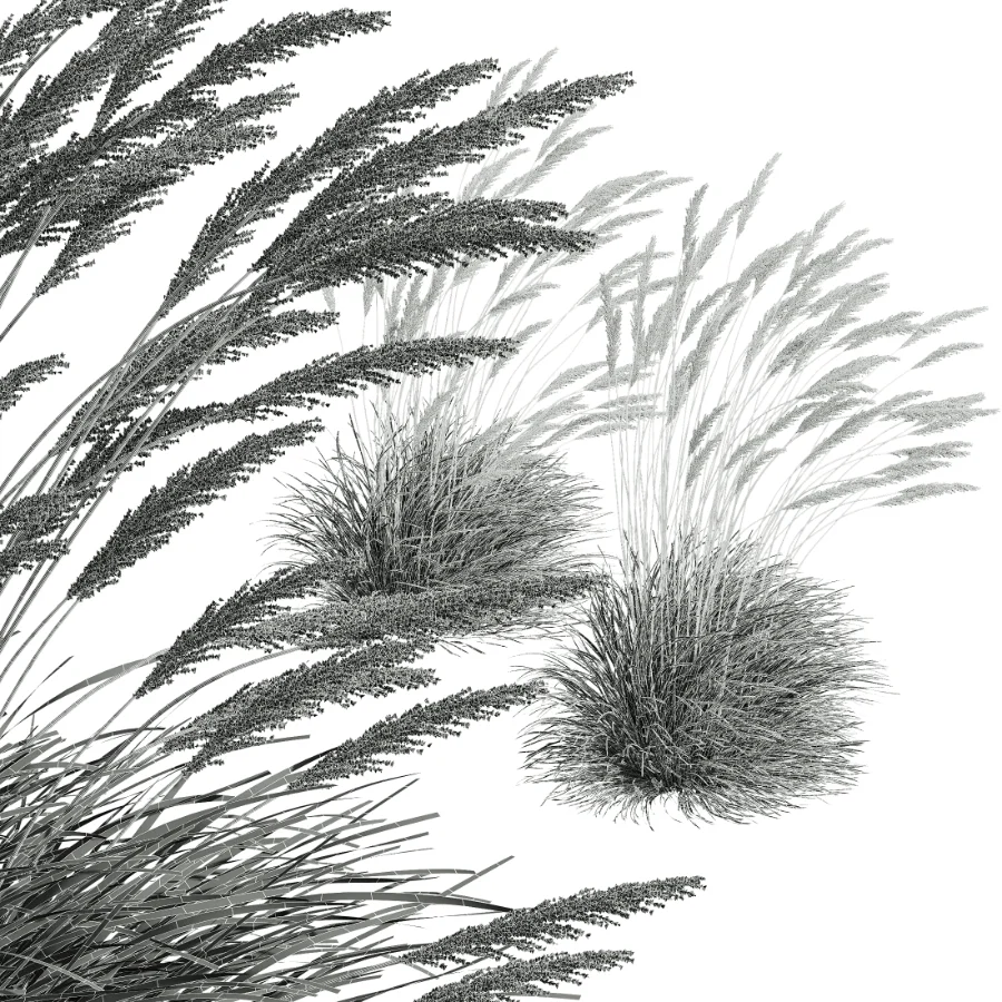AV Calamagrostis Acutiflora Karl Foerster Image 8