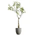 AV Indoor Plants Set 500 Lady Palm and Ravenala Banana and Ficus Marginata and China Orange Tree and Chemlali Olive - Thumbnail 1