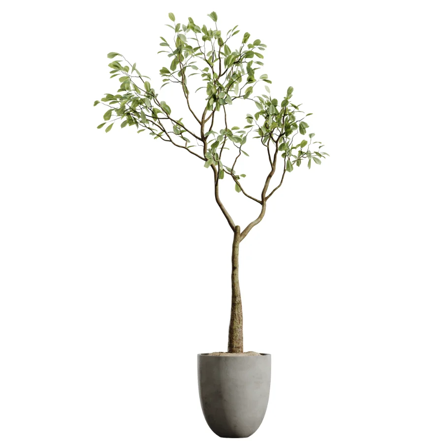 AV Indoor Plants Set 500 Lady Palm and Ravenala Banana and Ficus Marginata and China Orange Tree and Chemlali Olive Image 1