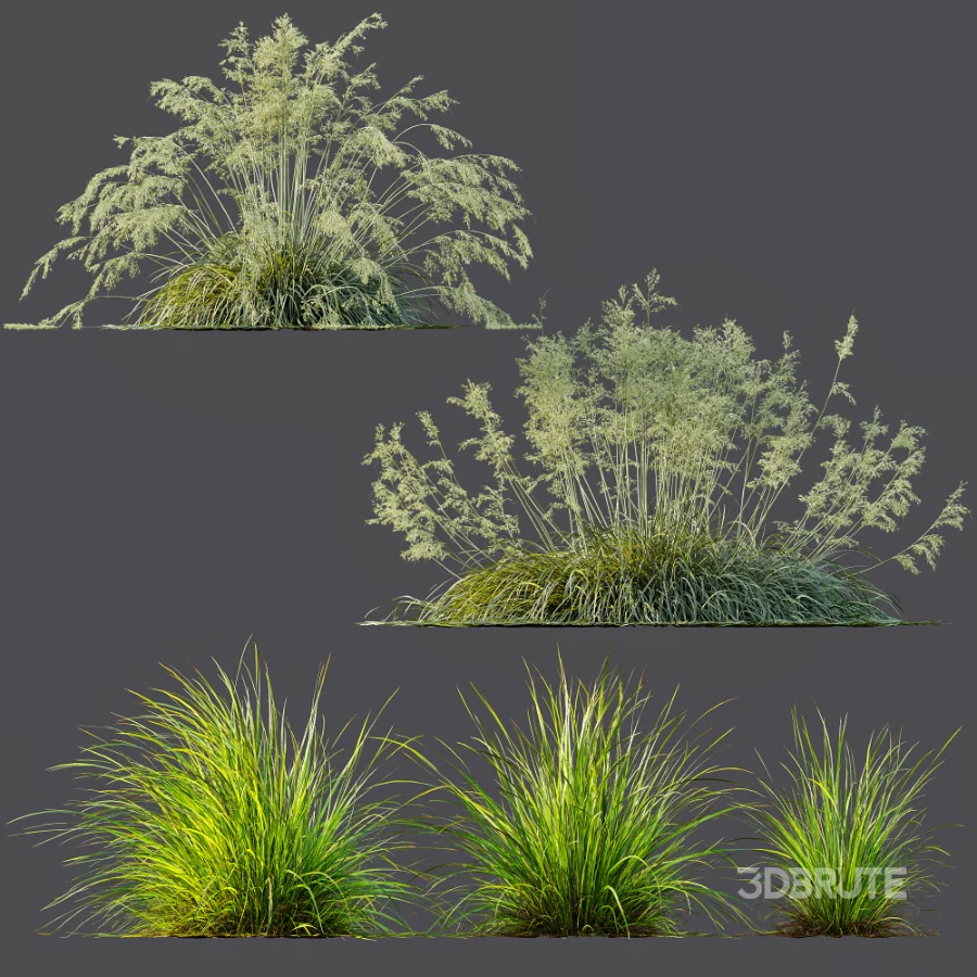 AV Celtica Gigantea Stipa Golden Oats and Carex Elata Aurea Grass Image 7