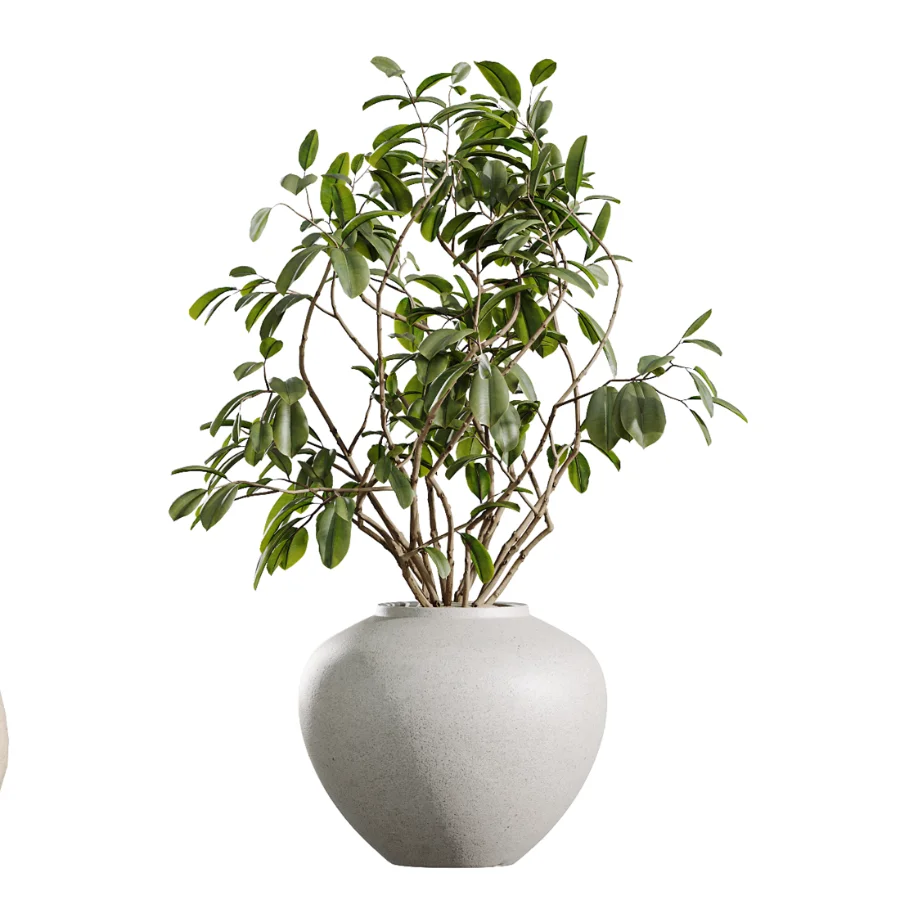AV Indoor Plants Set 451 Olive Elegant and Ficus Dracaena Marginata and Cyara Areca Palm Image 2