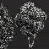 AV Ficus Concinna Bonsai Pruned and Ligustrum Quihoui Privet Pruned Box - Thumbnail 8