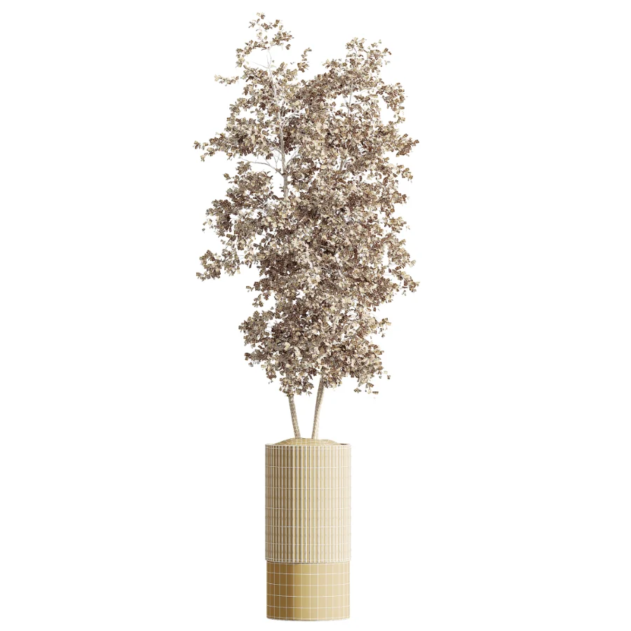 AV Indoor Plants Set 465 Coconut Palm and Cyara Areca Palm and Chemlali Olive Tree and Orange Calamondin Tree Image 3