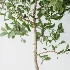 AV Indoor Plants Set 453 Briful Pachira and Elegant Monstera and Aloe Vera Succulents and Ficus Dracaena Marginata - Thumbnail 6