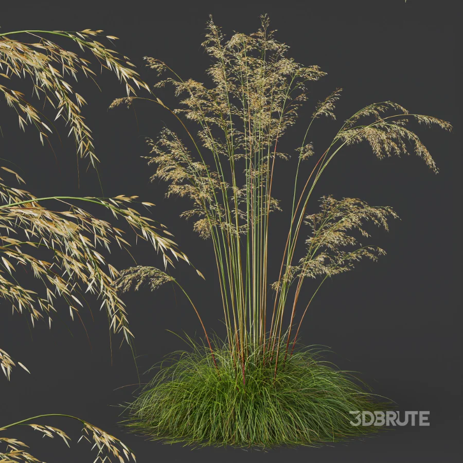 AV Celtica Gigantea Stipa Golden Oats and Carex Elata Aurea Grass Image 9
