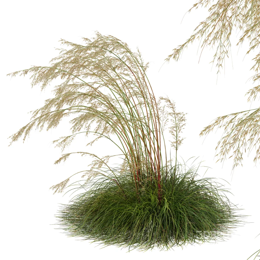 AV Celtica Gigantea Stipa Golden Oats Image 1