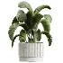 AV Indoor Plants Set 448 Areca Palm and Ravenala Banana and Europaea Olive Fig and Chemlali Olive and Olive Tree - Thumbnail 5
