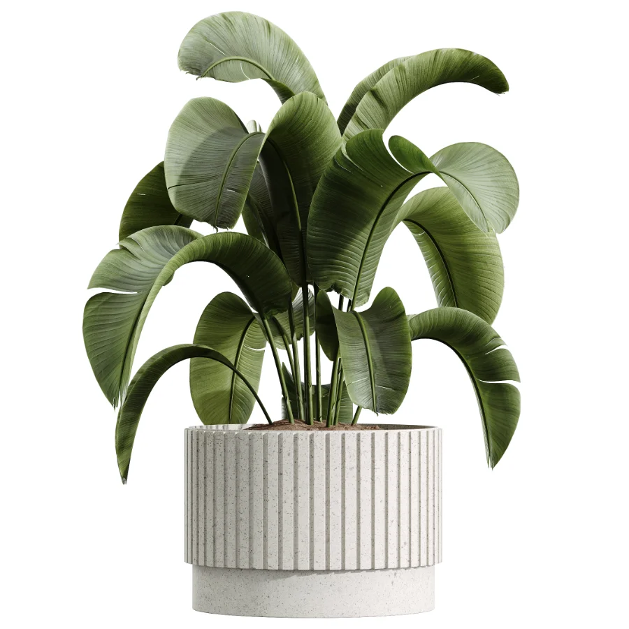 AV Indoor Plants Set 448 Areca Palm and Ravenala Banana and Europaea Olive Fig and Chemlali Olive and Olive Tree Image 5