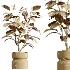 AV Indoor Plants Set 463 Ficus lyrata and Cyara Areca Palm and Aspidistra Elatio and Ficus Dracaena Marginata - Thumbnail 8