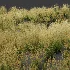 AV Celtica Gigantea Stipa Golden Oats and Stipa Tenuissima Ostnica Mocna Pony Tails - Thumbnail 7