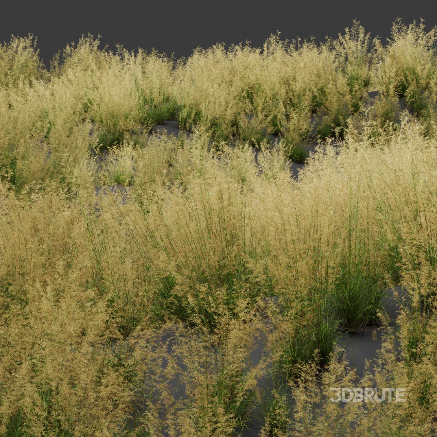 AV Celtica Gigantea Stipa Golden Oats and Stipa Tenuissima Ostnica Mocna Pony Tails Image 7
