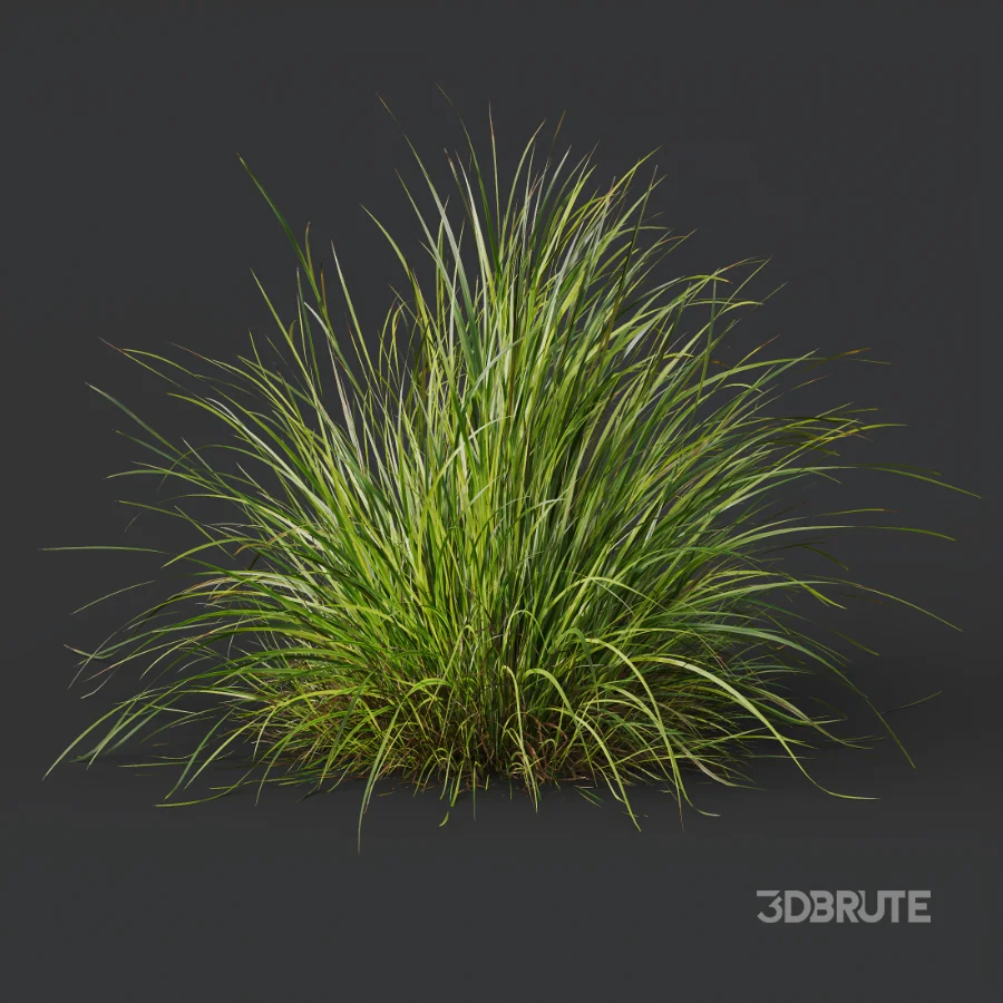 AV Celtica Gigantea Stipa Golden Oats and Carex Elata Aurea Grass Image 5